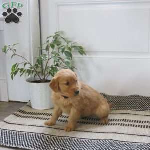 Lucky, Golden Retriever Puppy