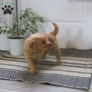 Lora, Golden Retriever Puppy