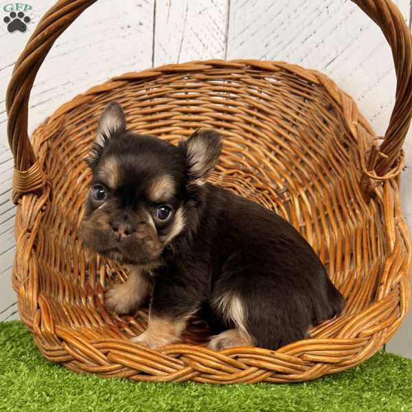 Kenny, French Bulldog Puppy