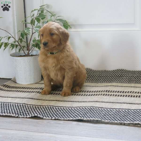 Lewis, Golden Retriever Puppy