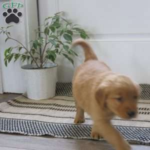 Lucy, Golden Retriever Puppy