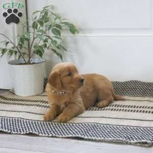 Lucy, Golden Retriever Puppy