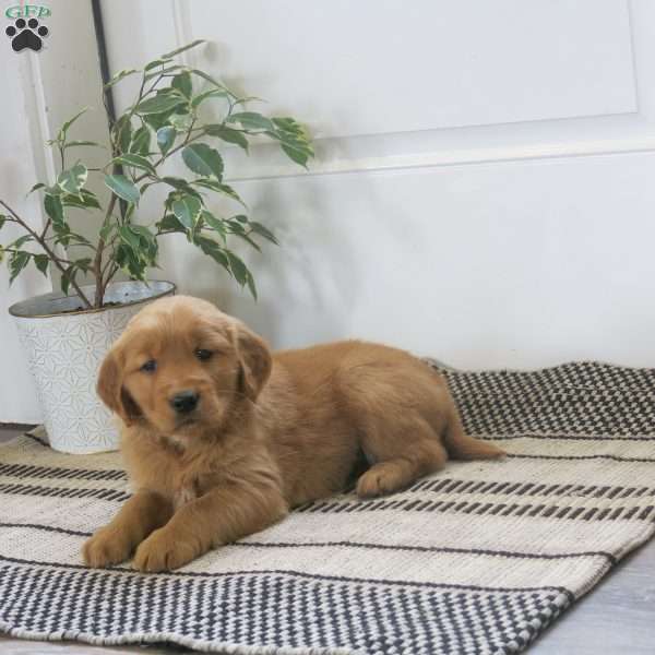 Lucy, Golden Retriever Puppy