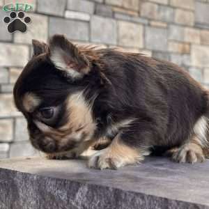 Kenny, French Bulldog Puppy