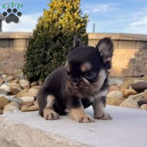 Kenny, French Bulldog Puppy