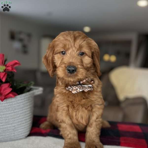 Jamari, Goldendoodle Puppy