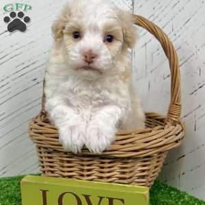 Ralph, Havanese Puppy