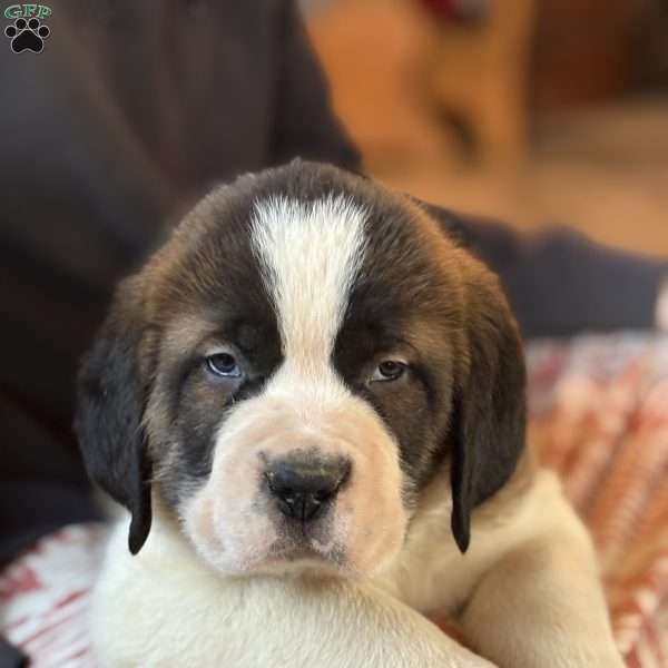 Max, Saint Bernard Puppy