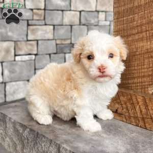 Ralph, Havanese Puppy