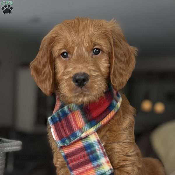 Jase, Goldendoodle Puppy