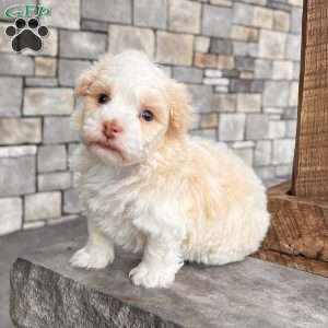Ralph, Havanese Puppy