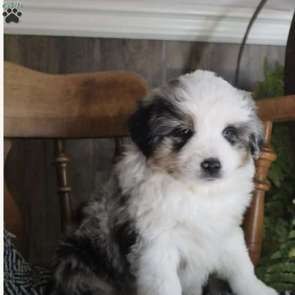 Henry, Miniature Australian Shepherd Puppy