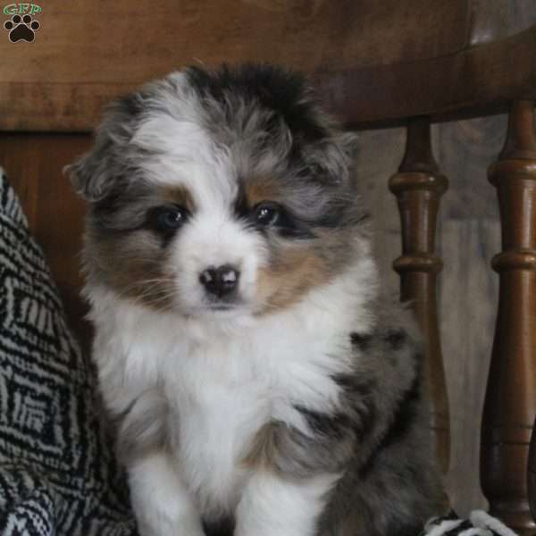 Heather, Miniature Australian Shepherd Puppy