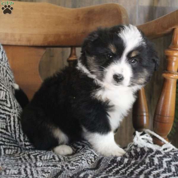 Hailey, Miniature Australian Shepherd Puppy