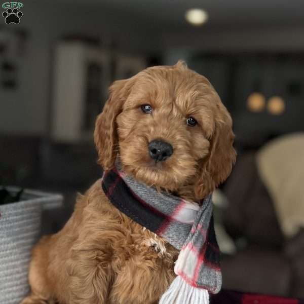 Jake, Goldendoodle Puppy