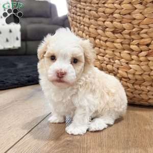 Ralph, Havanese Puppy