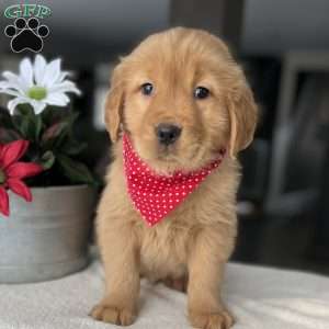 Reece, Golden Retriever Puppy