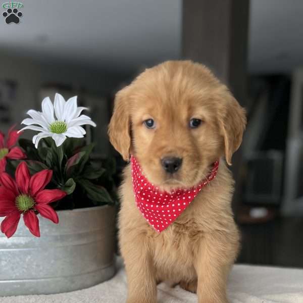 Reece, Golden Retriever Puppy