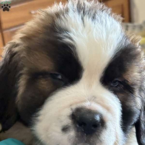 Balto, Saint Bernard Puppy