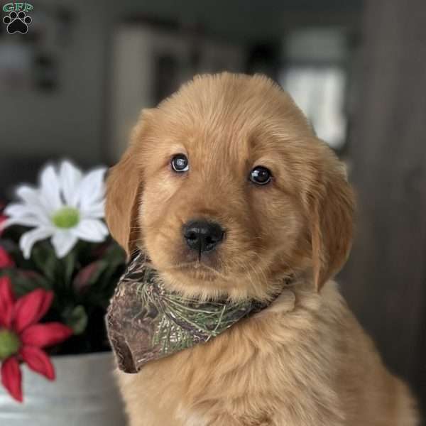 Ripley, Golden Retriever Puppy
