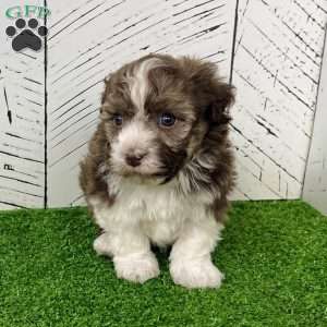 Rascal, Havanese Puppy