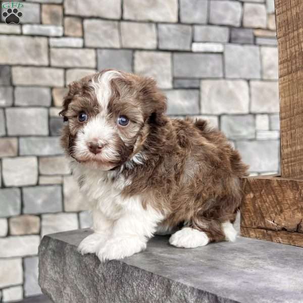 Rascal, Havanese Puppy