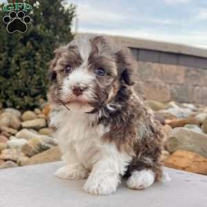 Rascal, Havanese Puppy