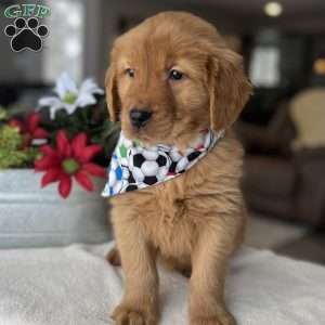 Rowen, Golden Retriever Puppy