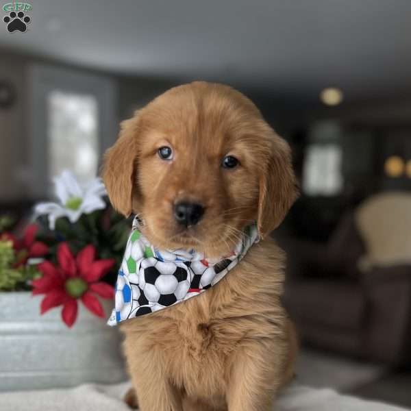 Rowen, Golden Retriever Puppy