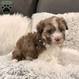 Rascal, Havanese Puppy