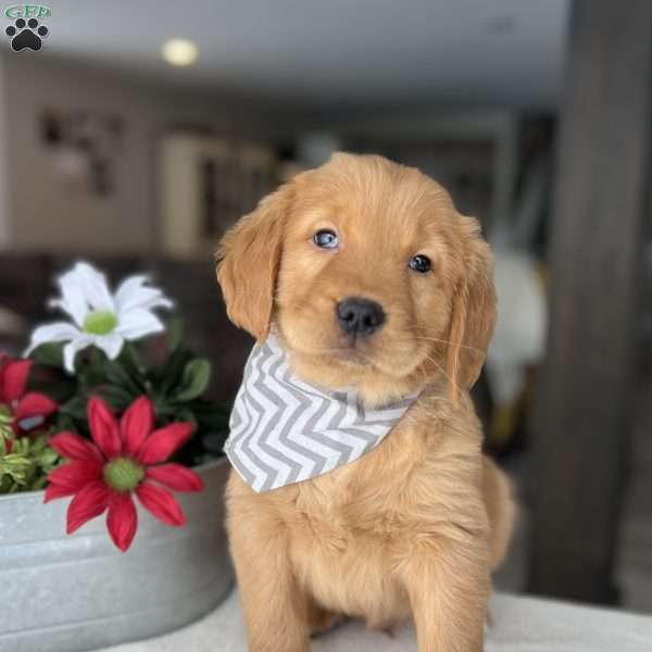Rickie, Golden Retriever Puppy