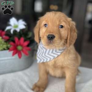 Rickie, Golden Retriever Puppy
