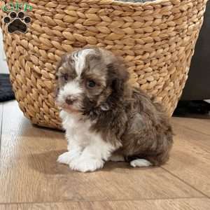 Rascal, Havanese Puppy