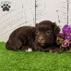 Roxy, Havanese Puppy