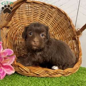 Roxy, Havanese Puppy