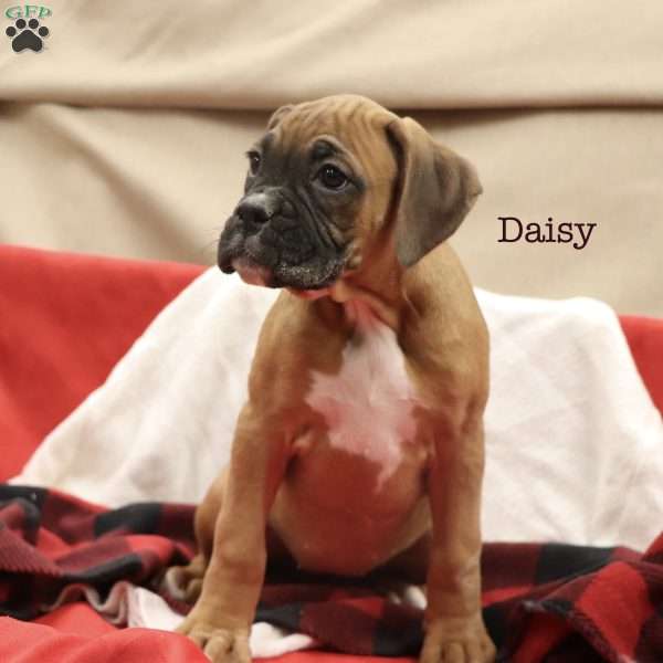 Daisy, Boxer Puppy