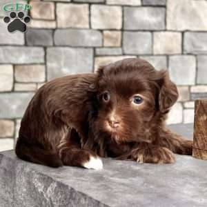 Roxy, Havanese Puppy