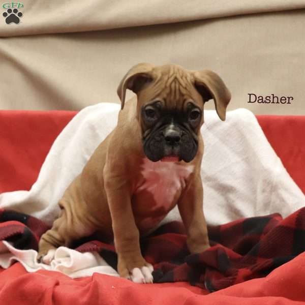Dasher, Boxer Puppy