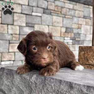 Roxy, Havanese Puppy