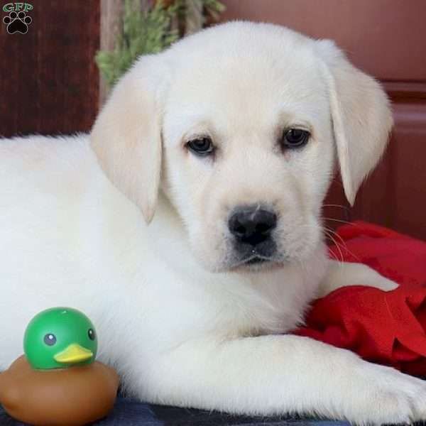 Maverick, Yellow Labrador Retriever Puppy