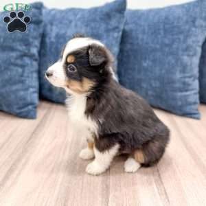 Baxter, Miniature Australian Shepherd Puppy