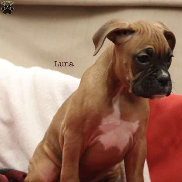 Luna, Boxer Puppy