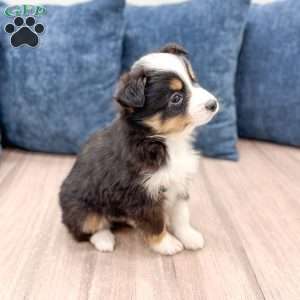 Baxter, Miniature Australian Shepherd Puppy