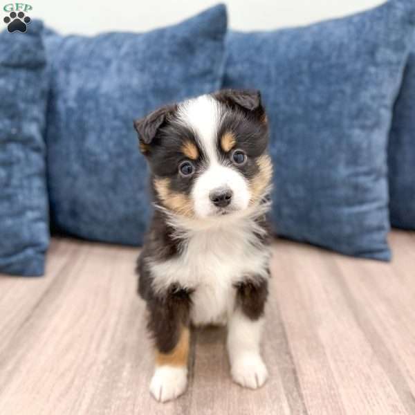 Baxter, Miniature Australian Shepherd Puppy