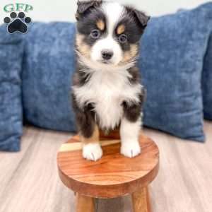 Baxter, Miniature Australian Shepherd Puppy