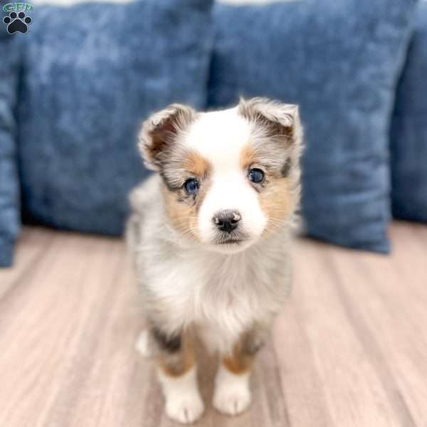 Blake, Miniature Australian Shepherd Puppy