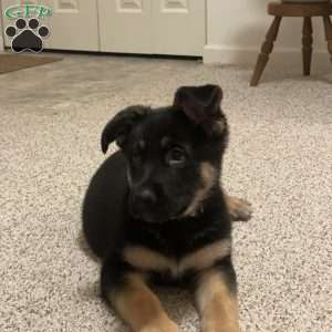 River, German Shepherd Puppy