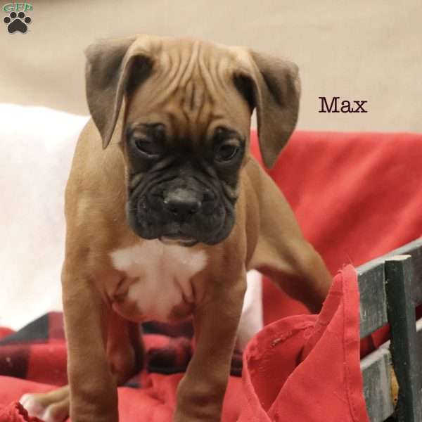 Max, Boxer Puppy