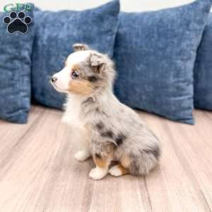 Blake, Miniature Australian Shepherd Puppy
