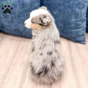 Blake, Miniature Australian Shepherd Puppy
